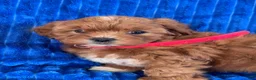 Shihpoo dogs for sale: RUBY - Ad 7
