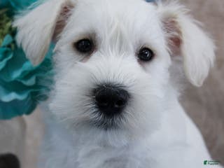 Miniature Schnauzer dogs Quincey - Ad 11