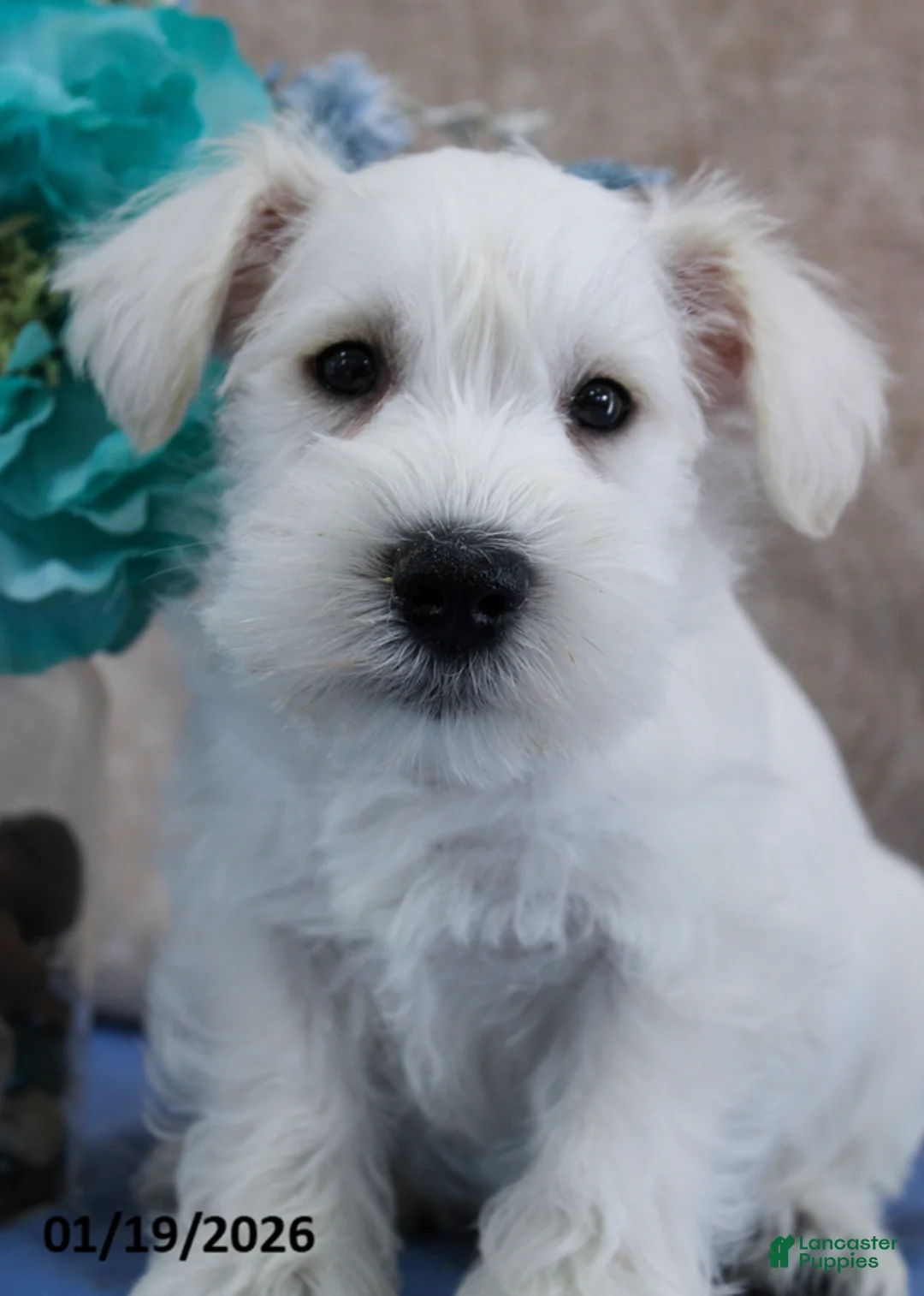Miniature Schnauzer dogs for sale: Quincey - Ad 1