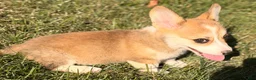 Welsh Corgi Pembroke dogs for sale: Ella - Ad 5