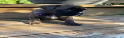 Boxer dogs for sale: Purple - Ad 4