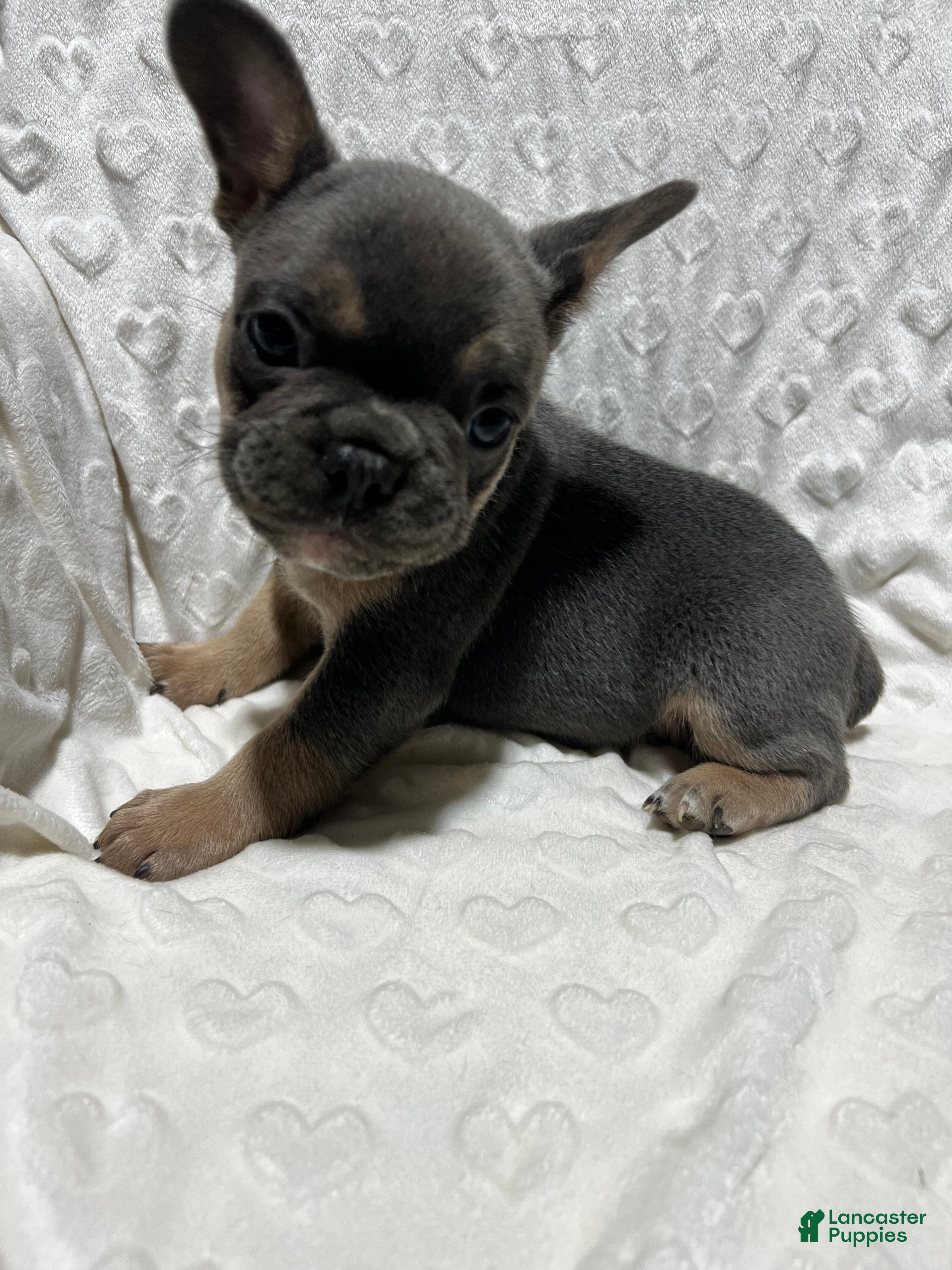 French Bulldog dogs French Bulldog Puppy 4 - Ad 42