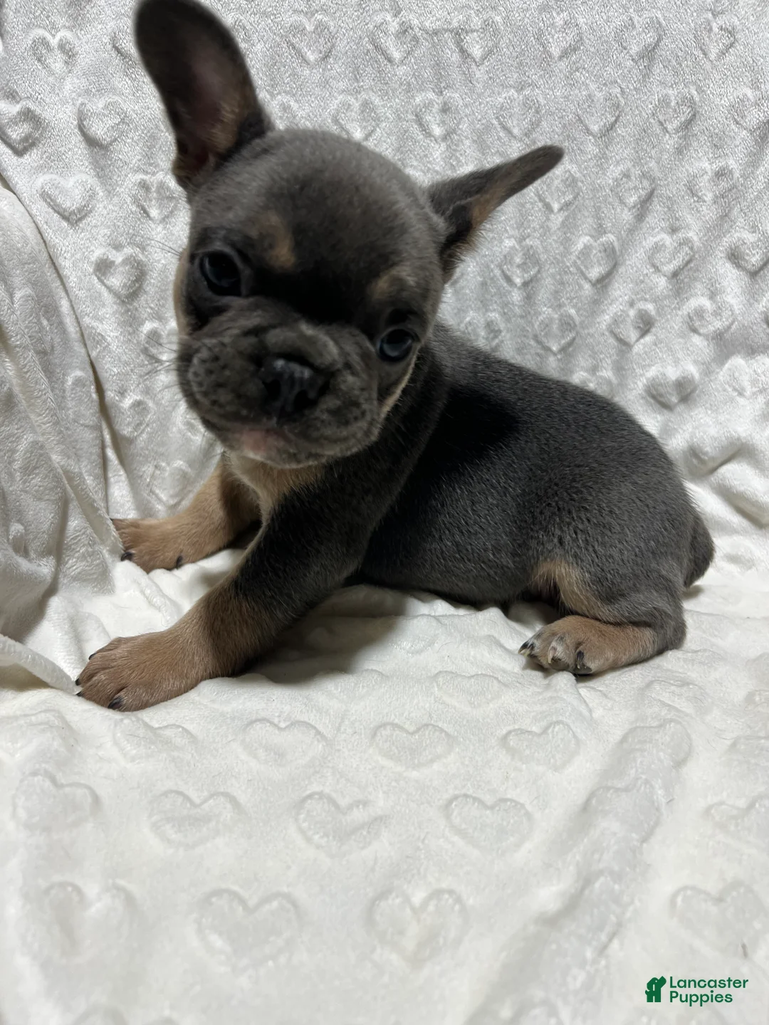 French Bulldog dogs for sale: French Bulldog Puppy 4 - Ad 1