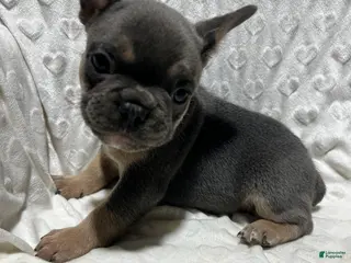 French Bulldog dogs French Bulldog Puppy 4 - Ad 42