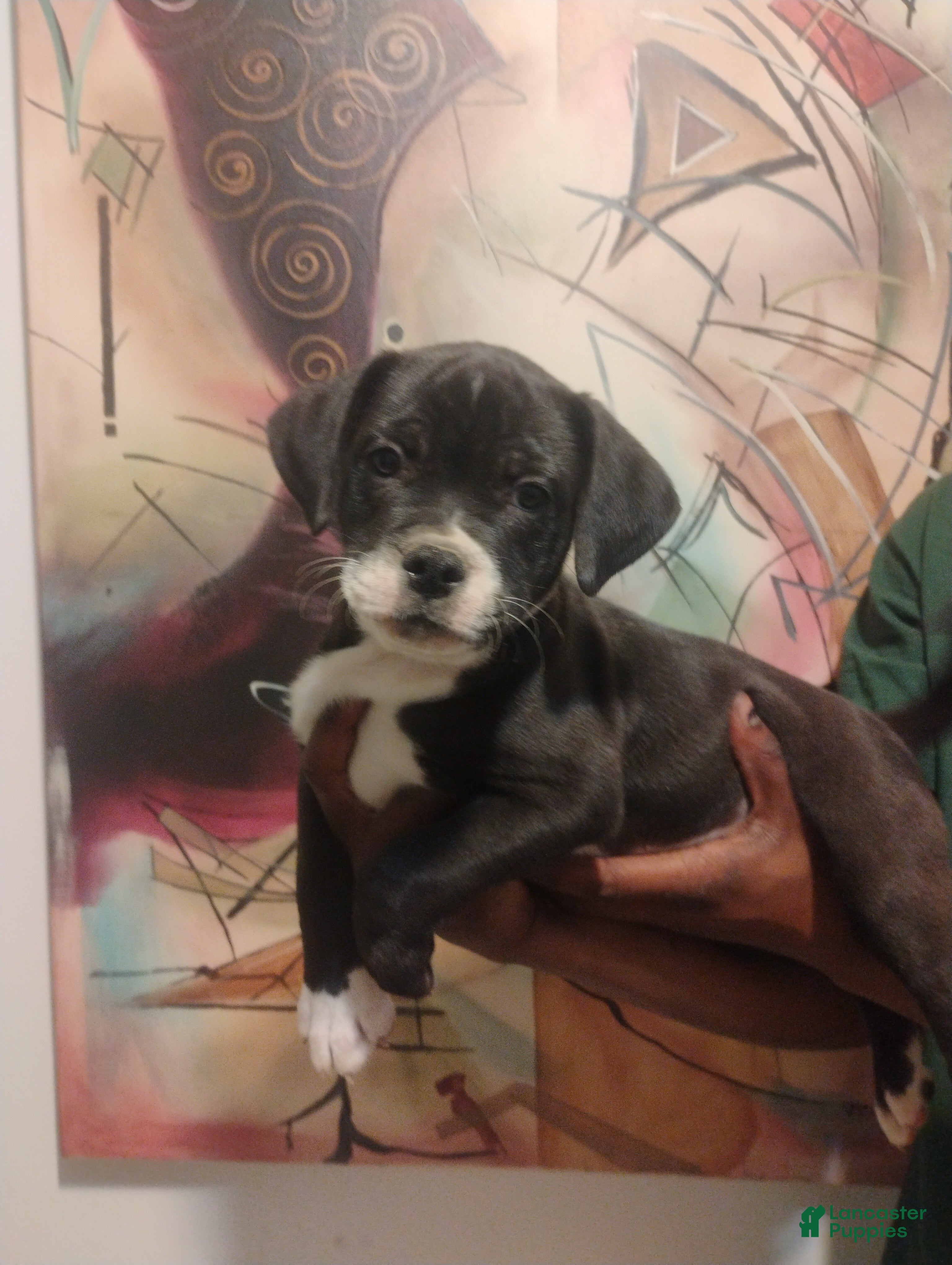 Mixed Breed dogs Mixed Breed 1 - Ad 27