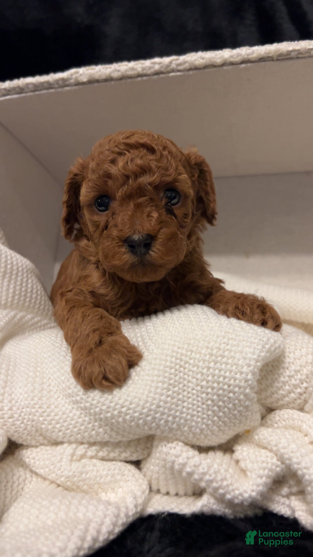 Toy Poodle dogs for sale: Dorthy - Ad 8