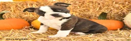 Boston Terrier dogs for sale: Ricky  - Ad 3