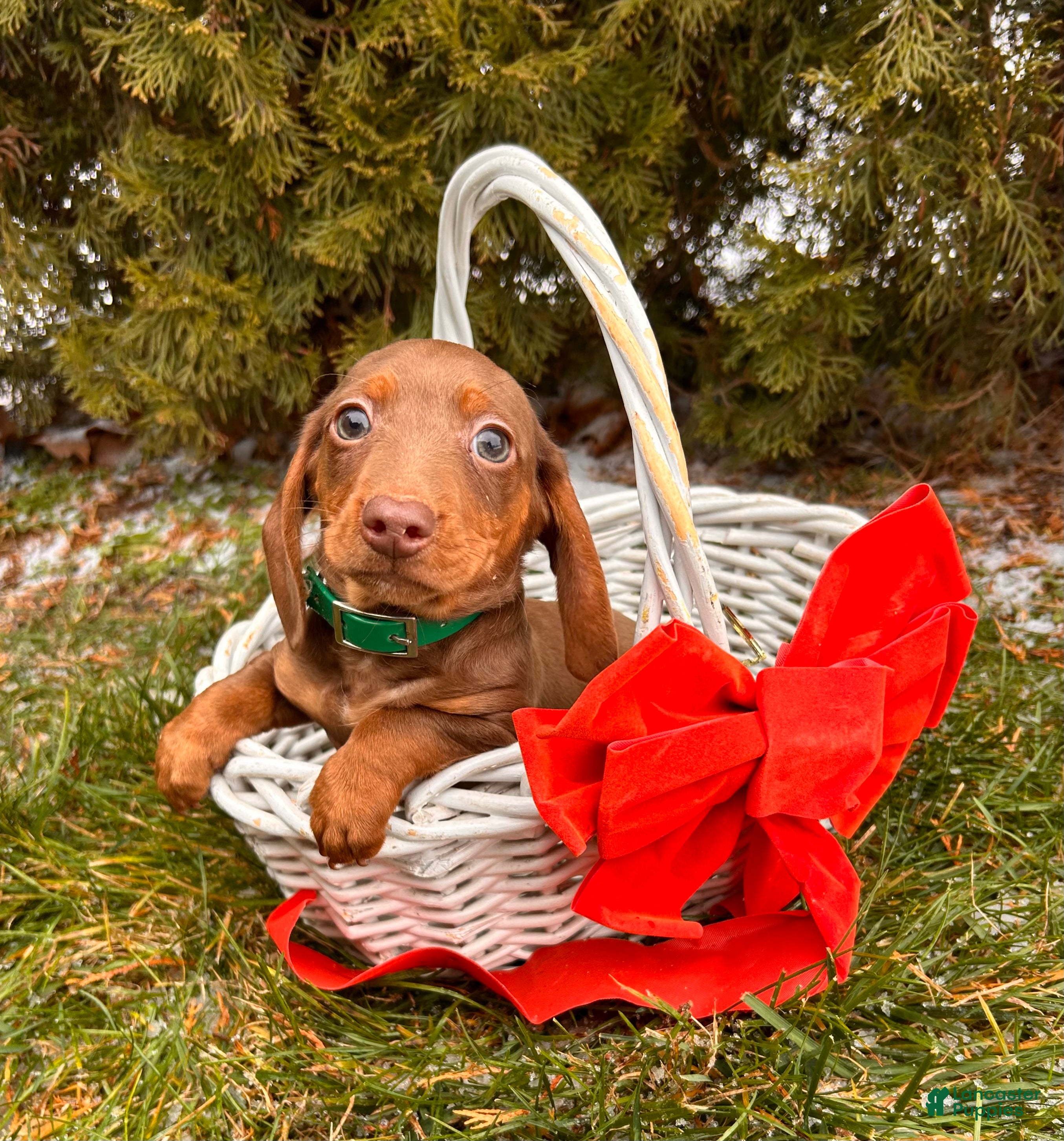 Miniature Dachshund dogs Henry - Ad 36