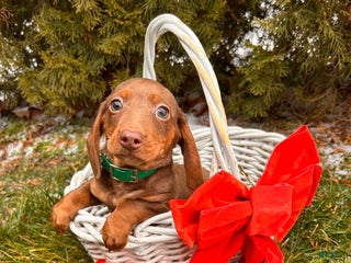 Miniature Dachshund dogs Henry - Ad 17