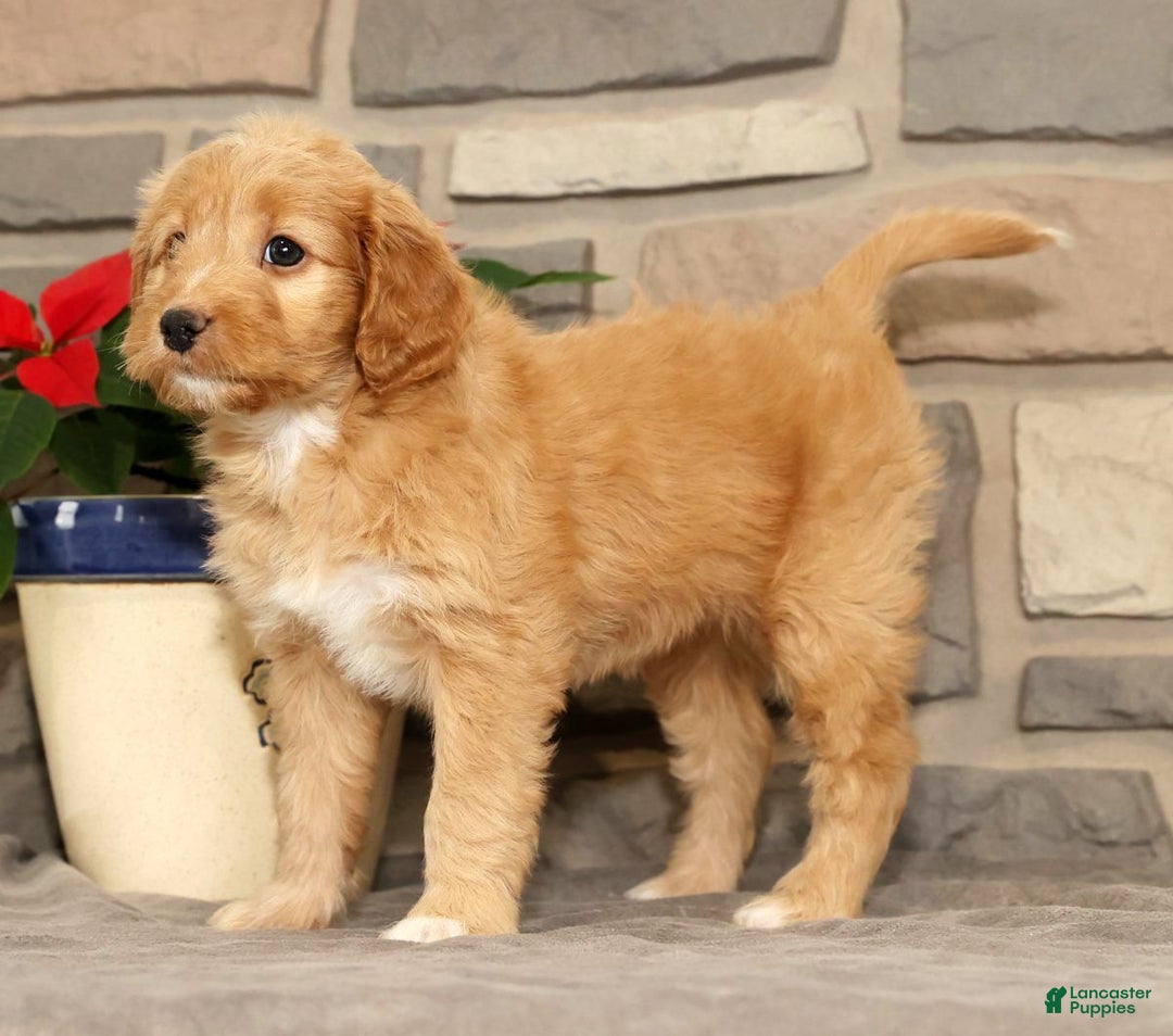 Mini Goldendoodle dogs for sale: Emmy - Ad 8