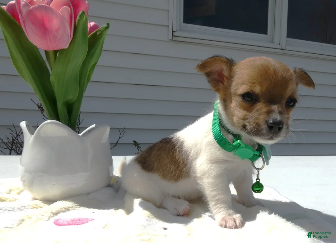 Jack Russell Terrier dogs for sale: Jack Russell Terrier Puppy 2 Tiny - Ad 2