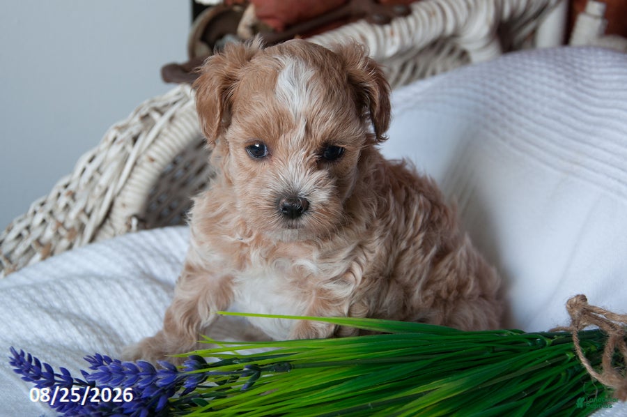 Maltipoo dogs Darcy - Ad 2