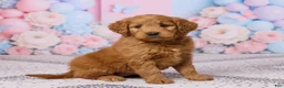 Mini Goldendoodle dogs for sale: Lily - Ad 3