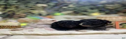 Toy Poodle dogs for sale: Sally - Ad 6