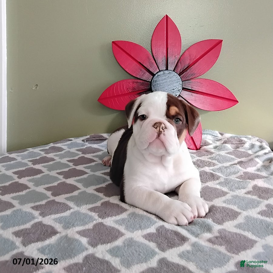 English Bulldog dogs Austin - Ad 2