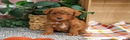 Miniature Poodle dogs for sale: Apollo - Ad 3
