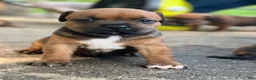 Staffordshire Bull Terrier dogs for sale: Danika - Ad 9