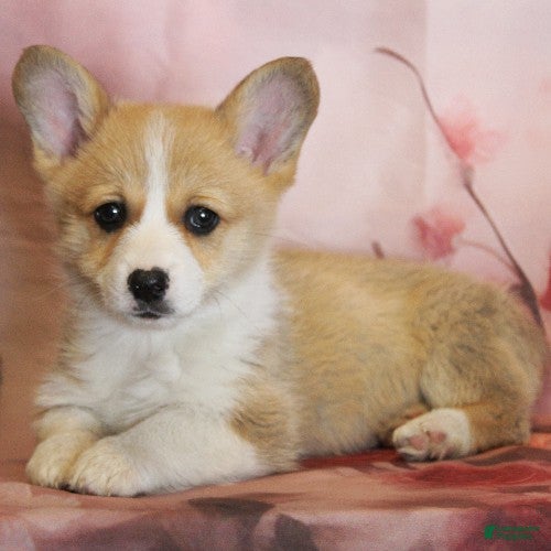 Welsh Corgi Pembroke dogs Denver - Ad 1