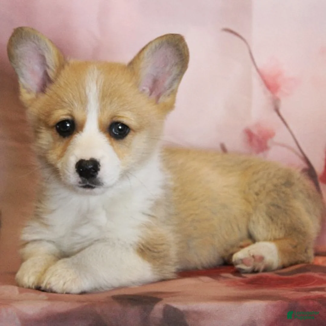 Welsh Corgi Pembroke dogs for sale: Denver - Ad 1