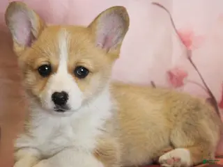Welsh Corgi Pembroke dogs for sale: Denver - Ad 2