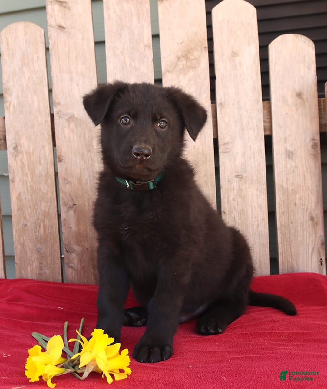 Gallery Image {{count}}