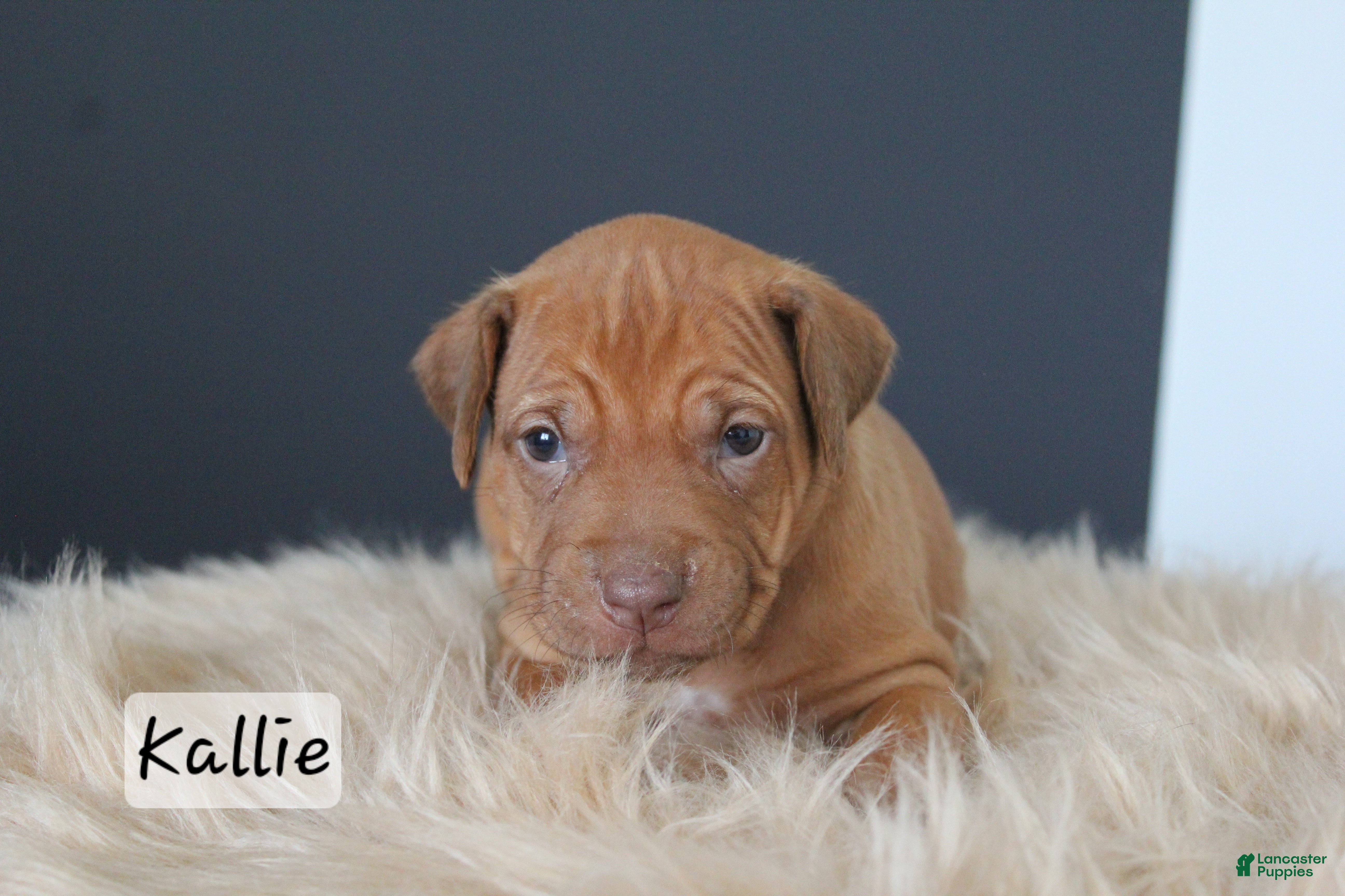 Rhodesian Ridgeback dogs Kallie - Ad 21