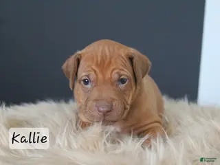 Rhodesian Ridgeback dogs Kallie - Ad 21