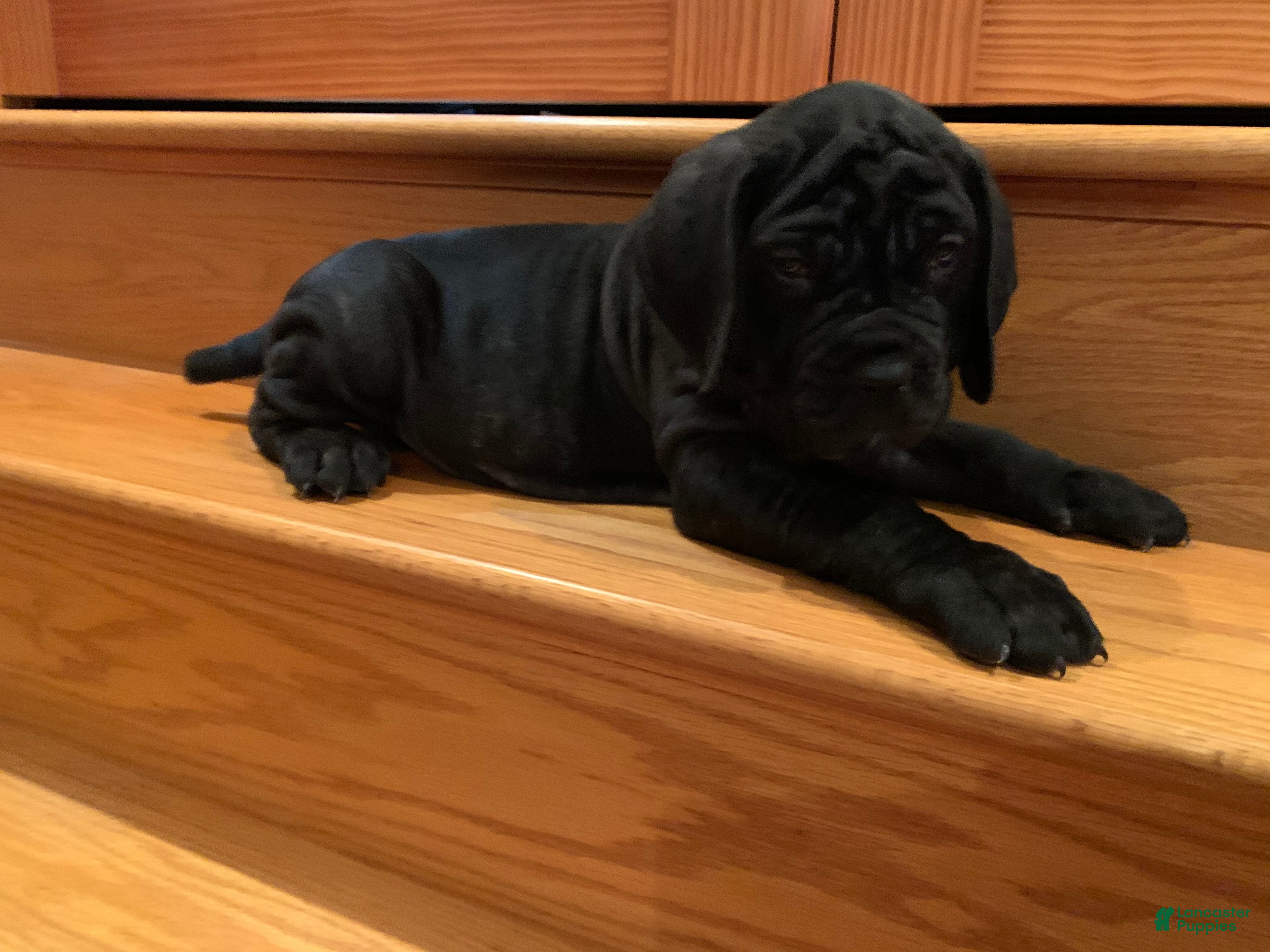 Neapolitan Mastiff Puppies for sale Lancaster Puppies