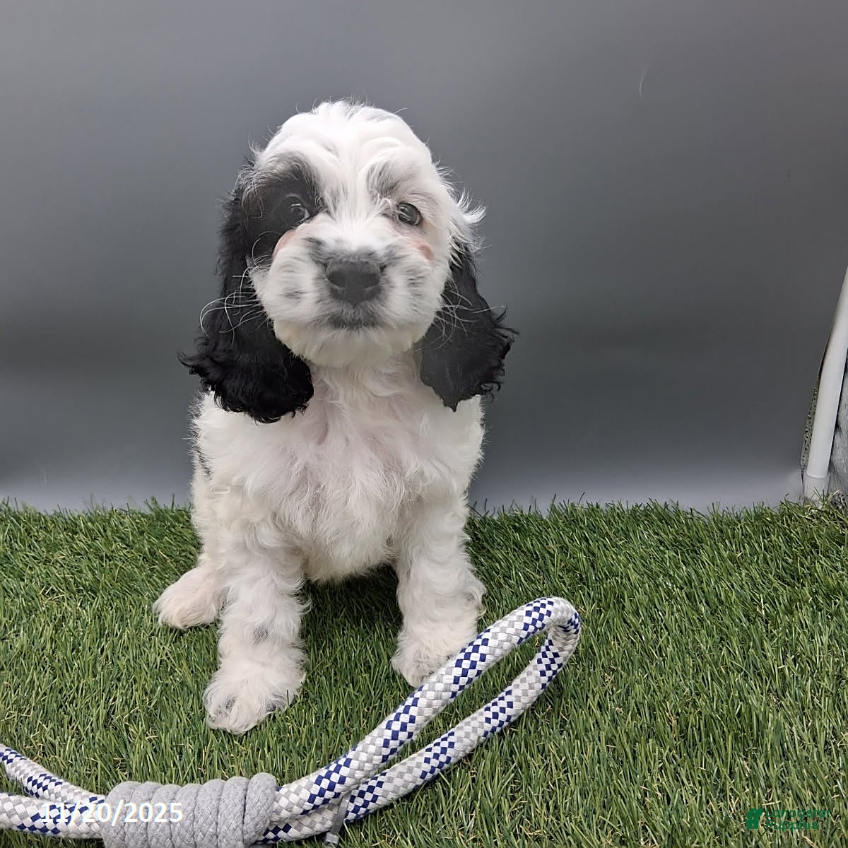 Cockapoo dogs Twilight - Ad 19