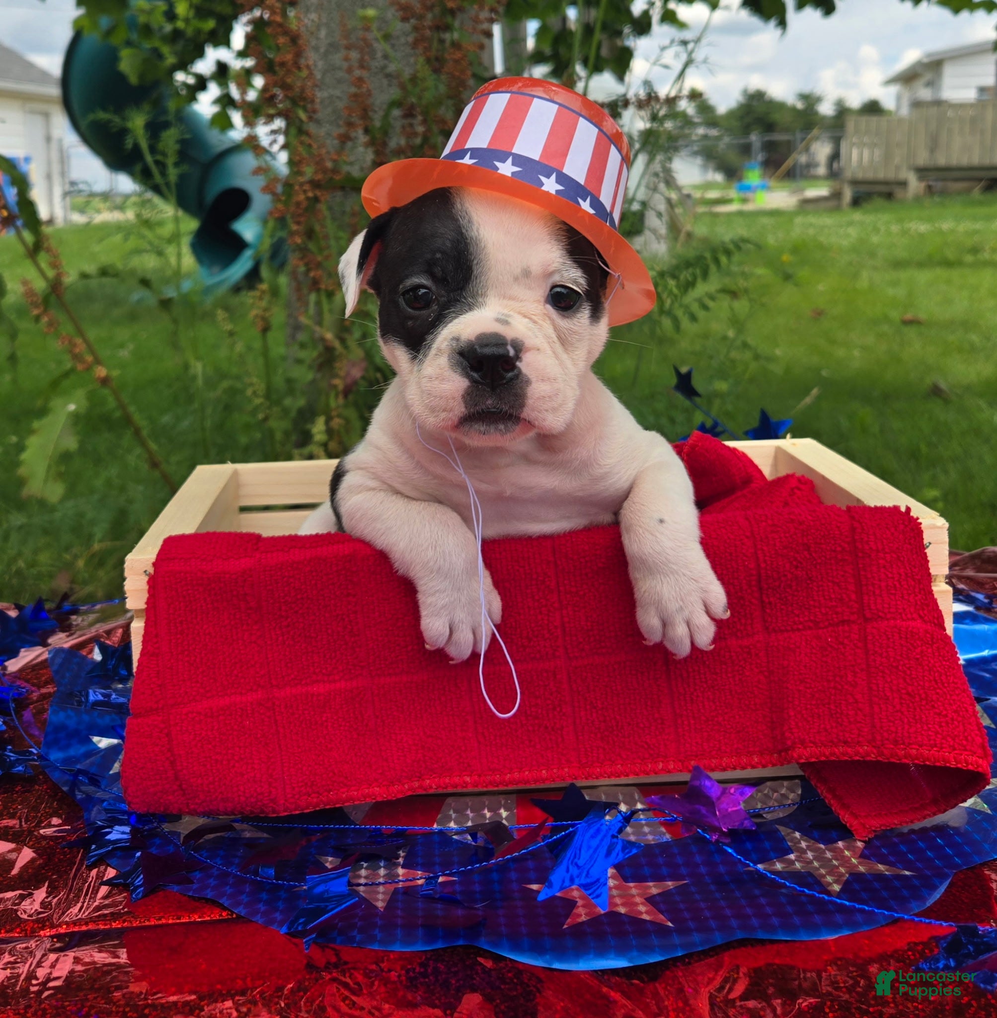 Olde English Bulldogge dogs Bopeep - Ad 2
