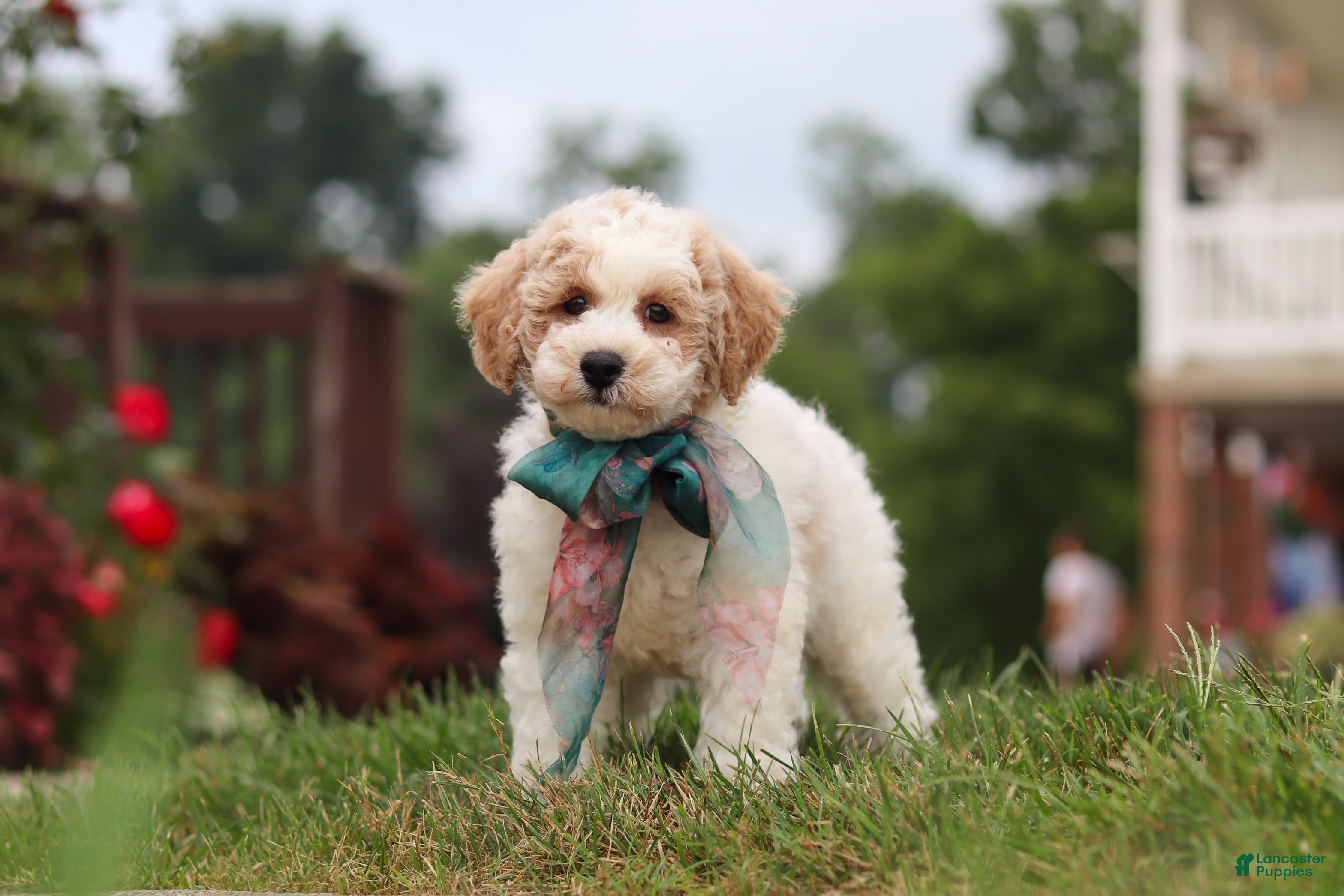 Bichpoo dogs Leo - Ad 2
