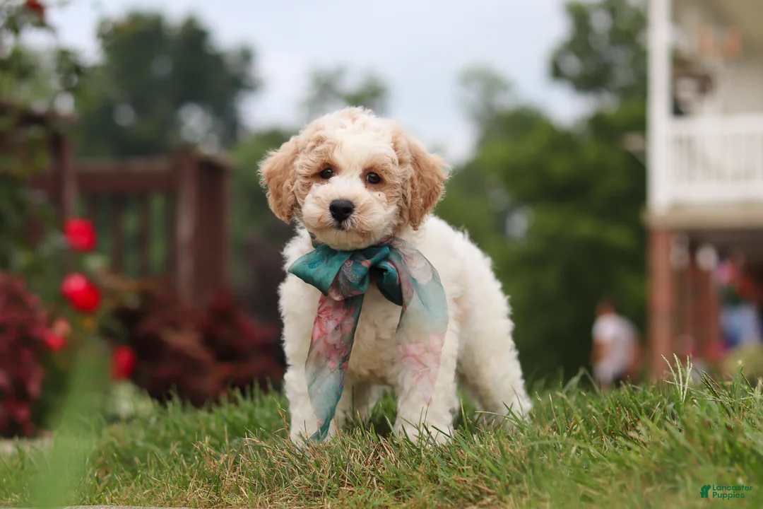 Bichpoo dogs for sale: Leo - Ad 2