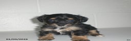 Yorkiepoo dogs for sale: Angie - Ad 1