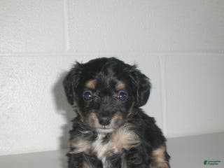 Yorkiepoo dogs Angie - Ad 15