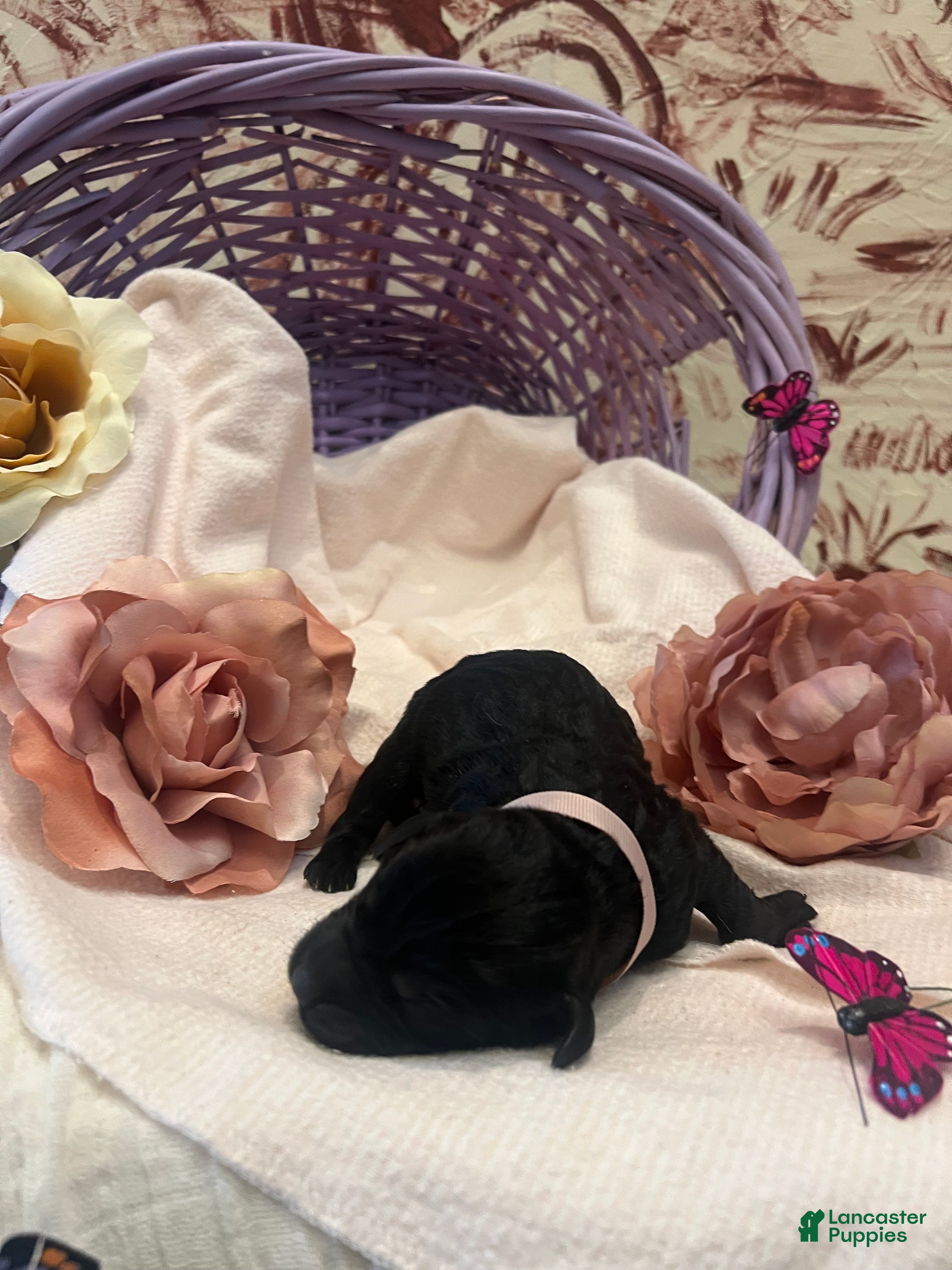 Labradoodle dogs Labradoodle Puppy 6 - Ad 2