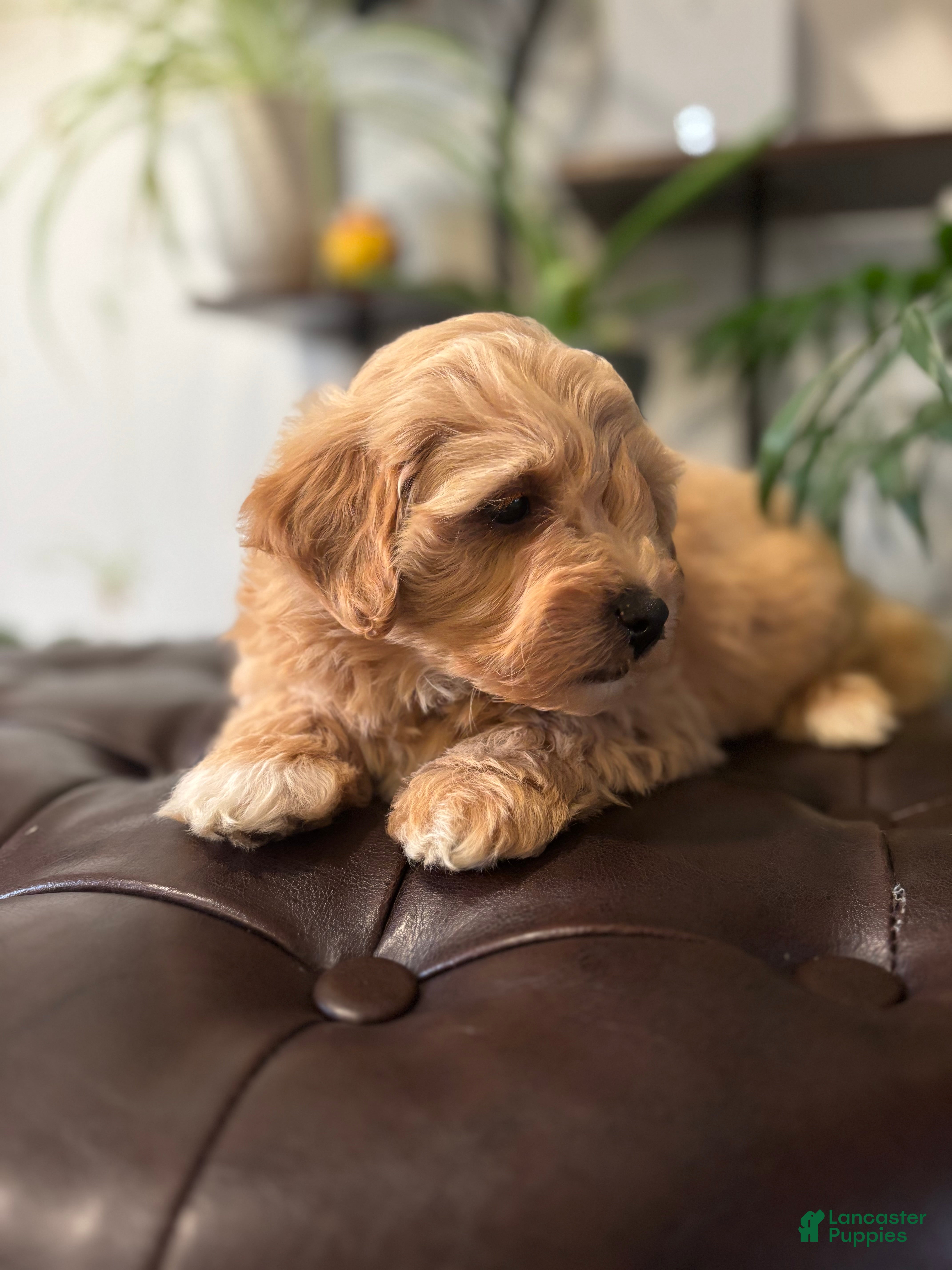 Maltipoo dogs Mitch  - Ad 2