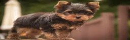 Yorkshire Terrier dogs for sale: Damon Yorkshire Terrier  - Ad 23