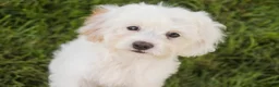 Mixed Breed dogs for sale: Smurf MUNCHKIN BERNEDOODLE - Ad 4
