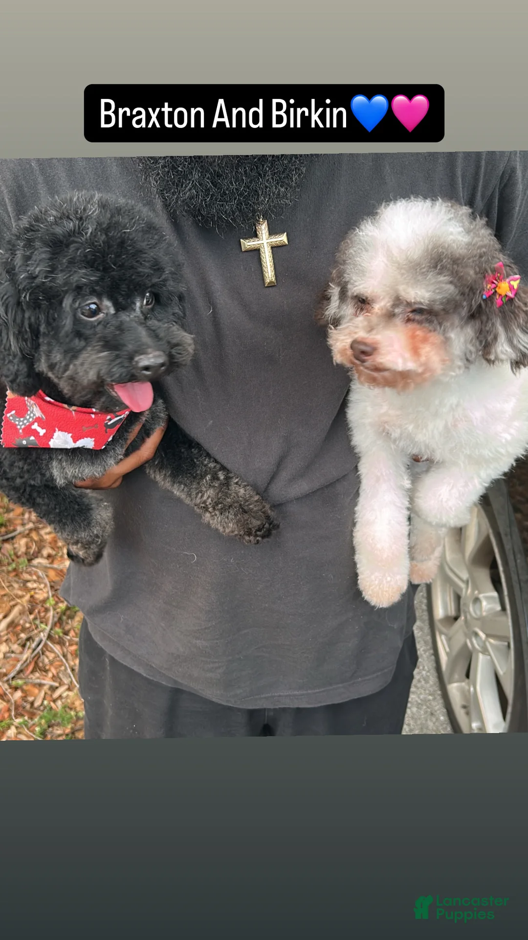 Toy Poodle dogs for sale: Toy Poodle Puppy 1 - Ad 3