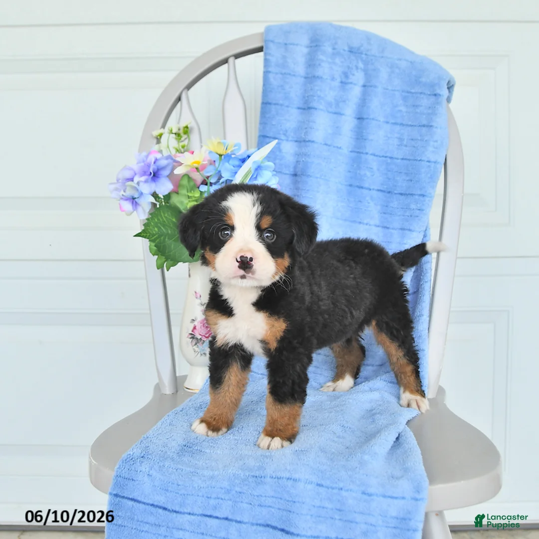 Bernese Mountain Dog dogs for sale: Mandy - Ad 1