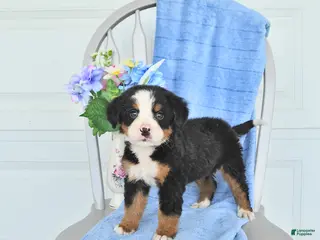 Bernese Mountain Dog dogs for sale: Mandy - Ad 3