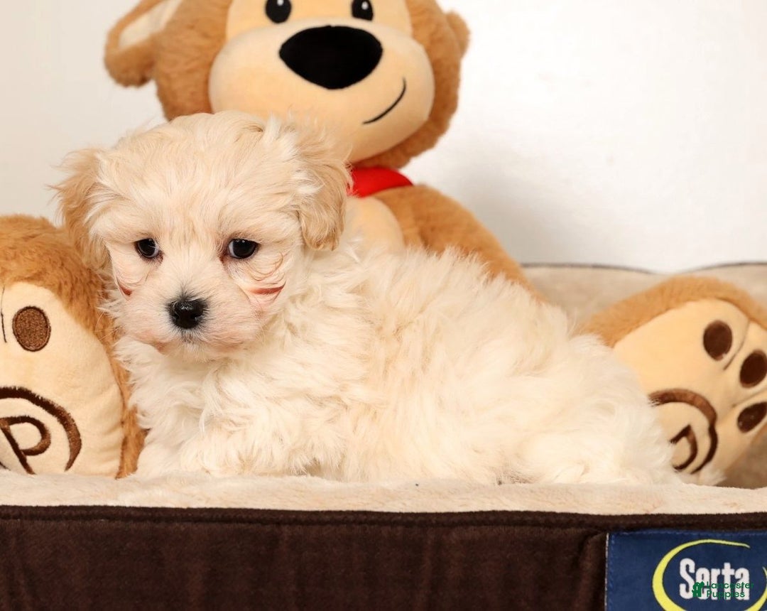 Maltipoo dogs for sale: Benny - Ad 5