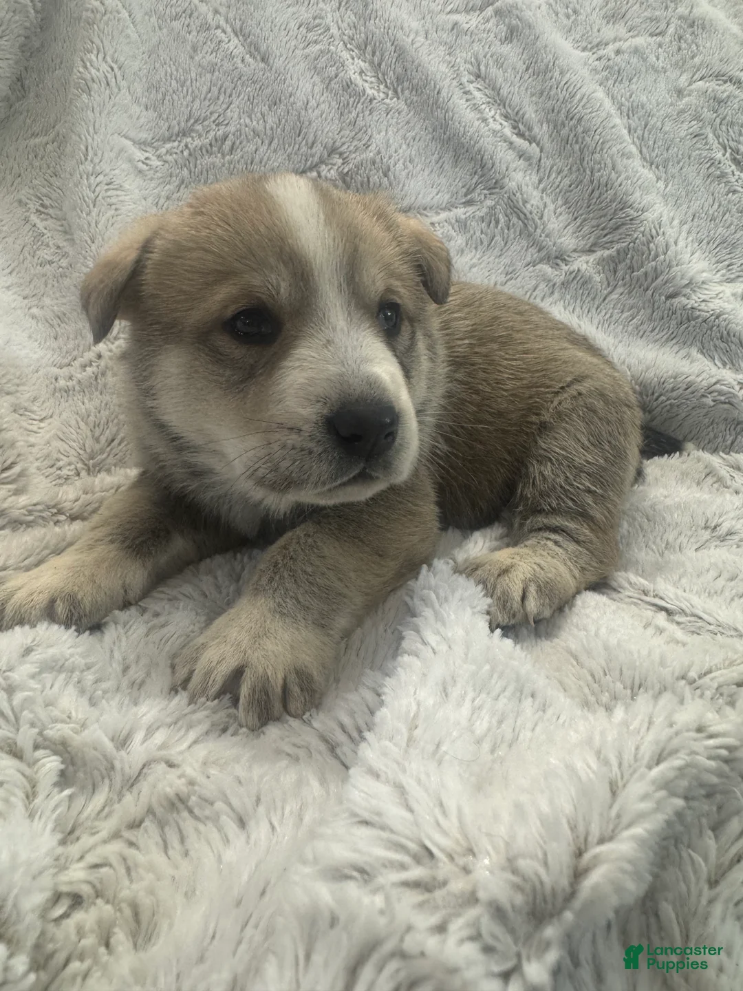 Mixed Breed dogs for sale: Wolfling “Wolfie” - Ad 9