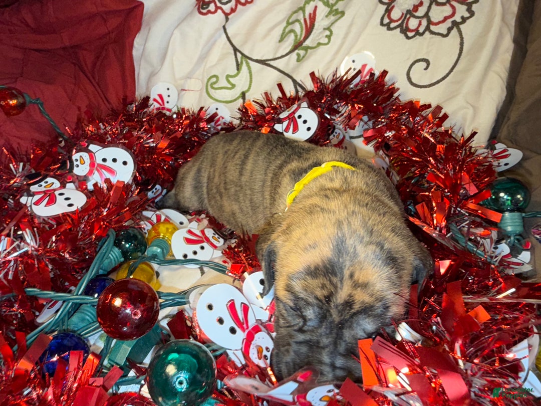 Great Dane dogs for sale: Howard - Ad 32