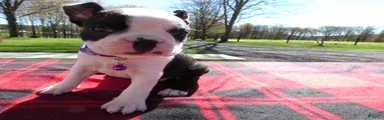 Boston Terrier Puppy 4 Button