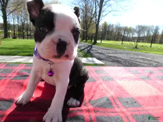 Boston Terrier dogs Boston Terrier Puppy 4 Button - Ad 40