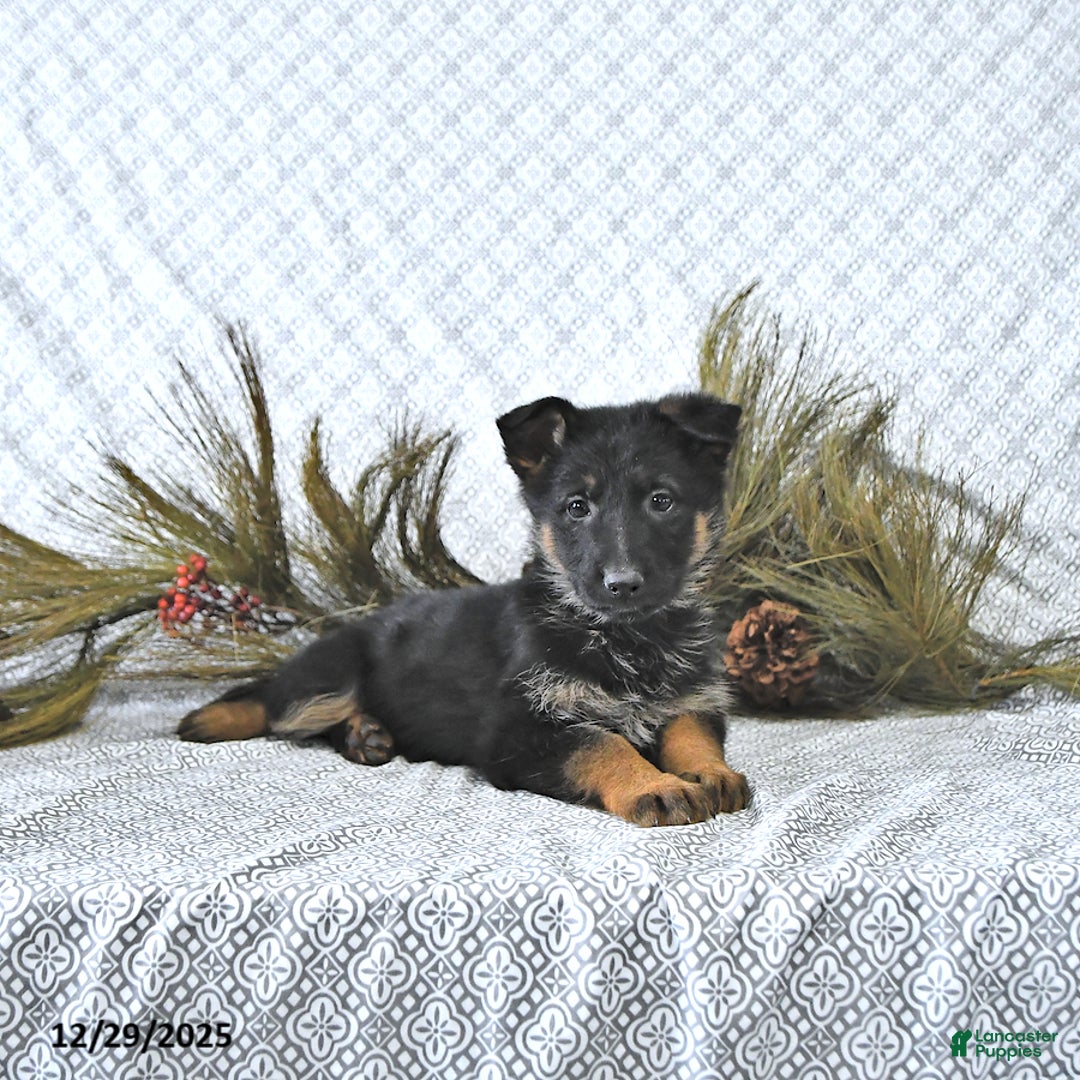 German Shepherd dogs for sale: Bailey - Ad 9