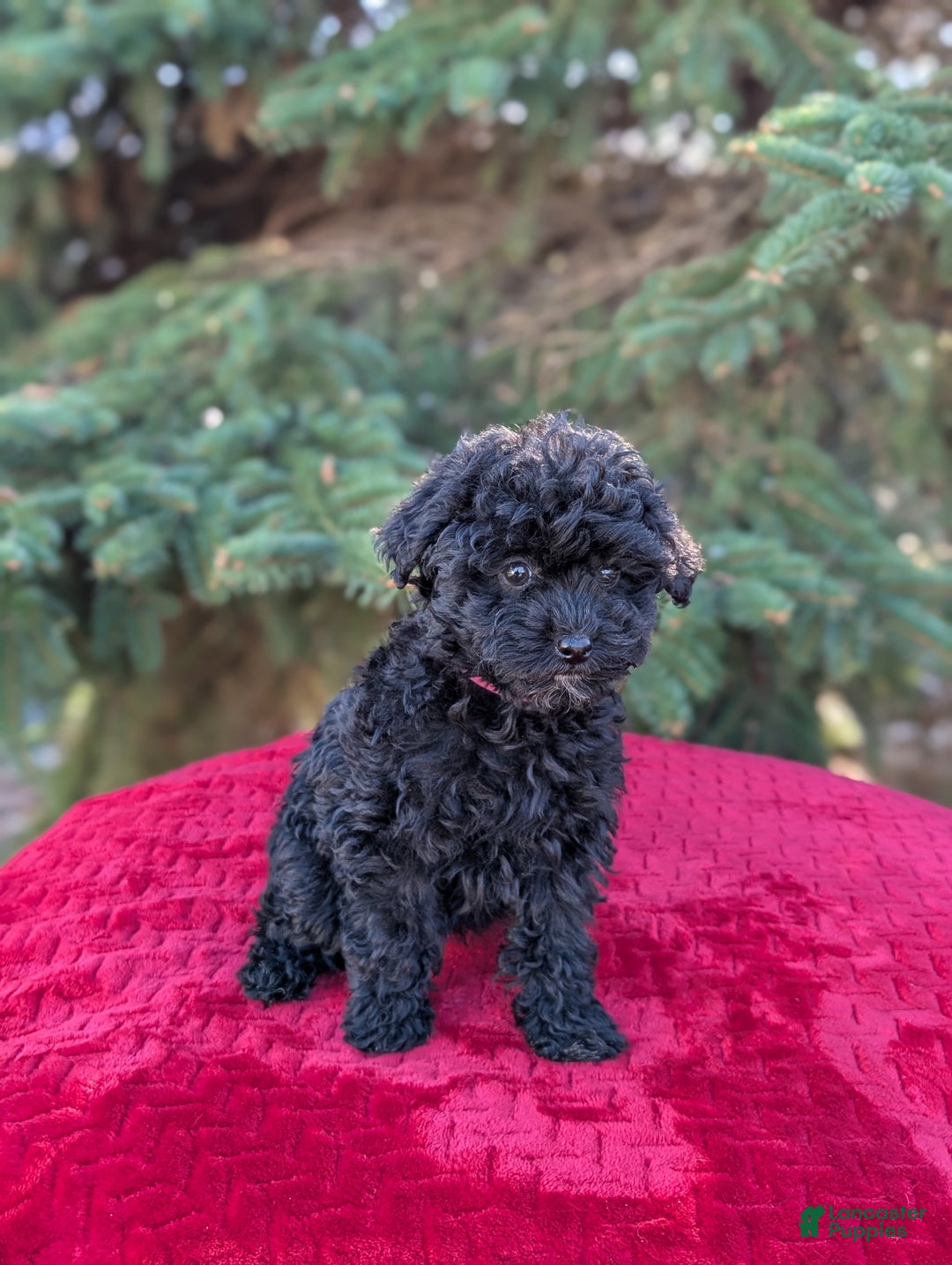 Shihpoo dogs for sale: Willow  - Ad 4