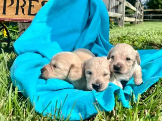 Dachshund dogs Oscar🐾❤️AKC Long Haired ❤️ - Ad 8