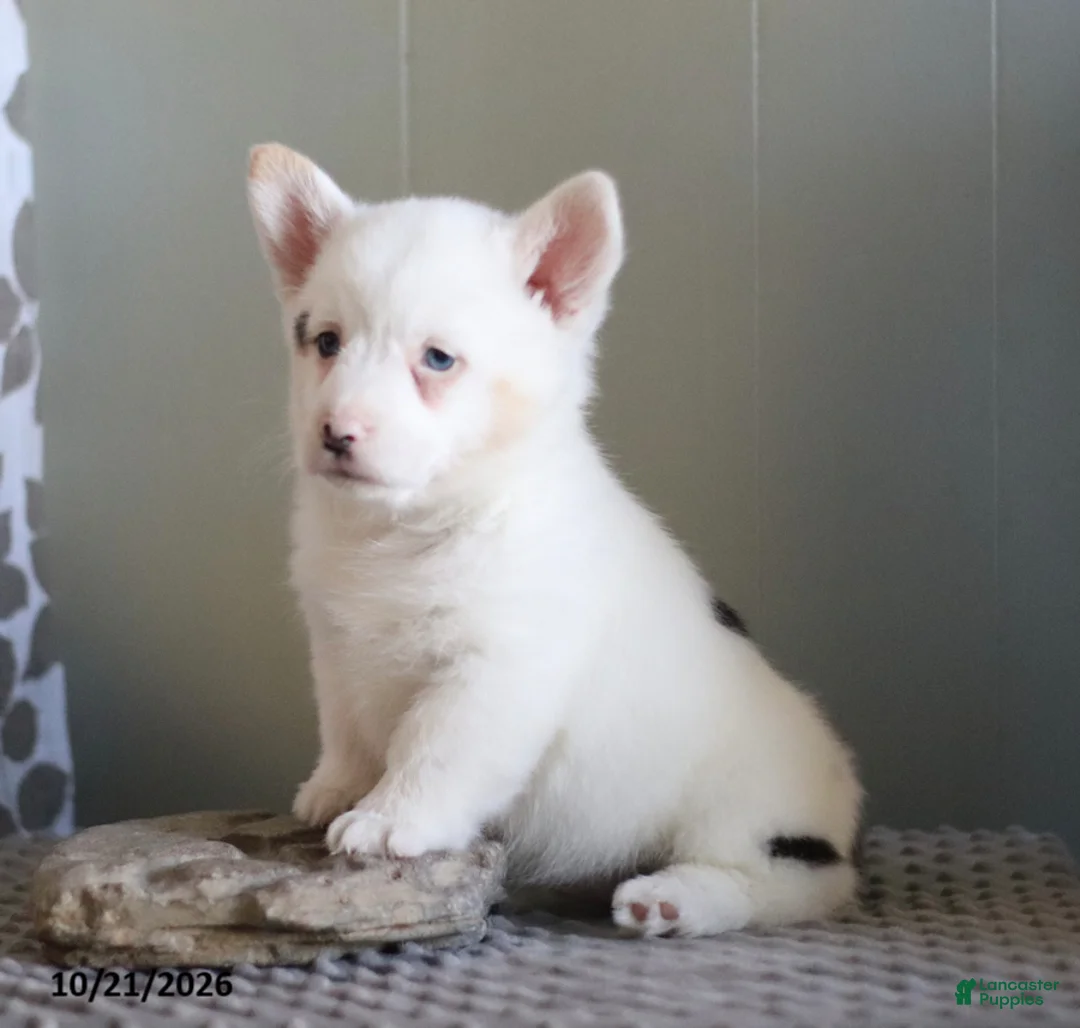 Welsh Corgi Pembroke dogs for sale: Snuggles - Ad 2